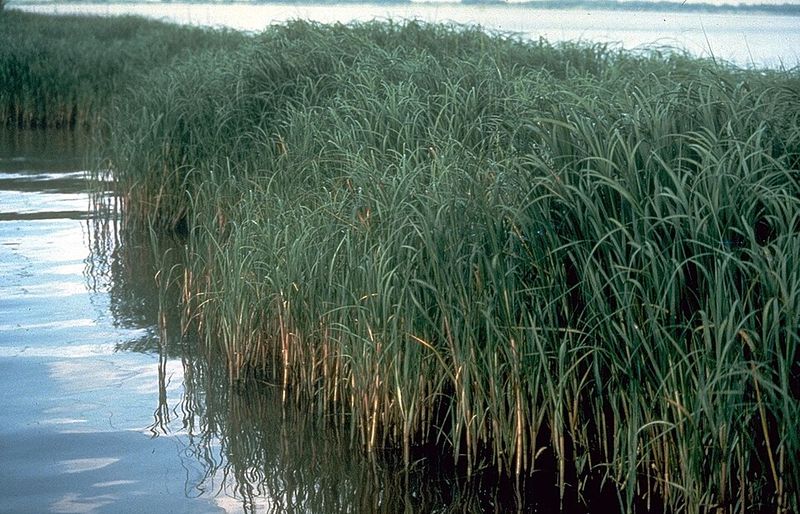 Smooth Cordgrass (Spartina Alterniflora) Smooth Cordgrass (Spartina Alterniflora)