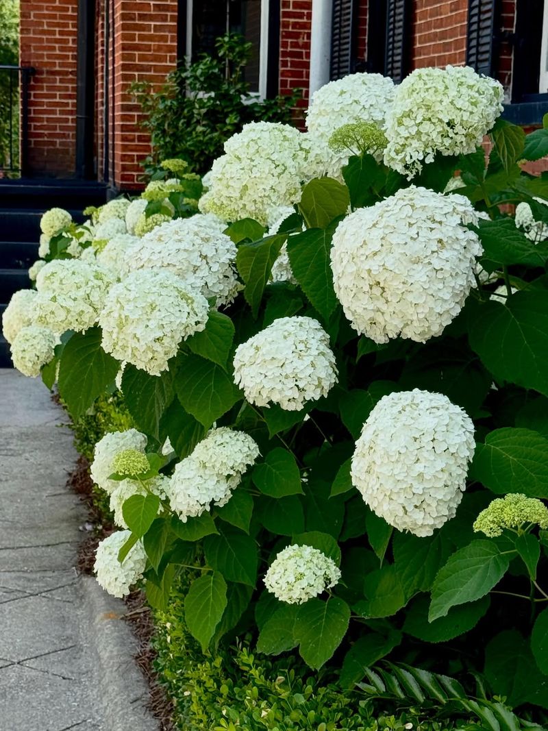 Smooth Hydrangea Smooth Hydrangea