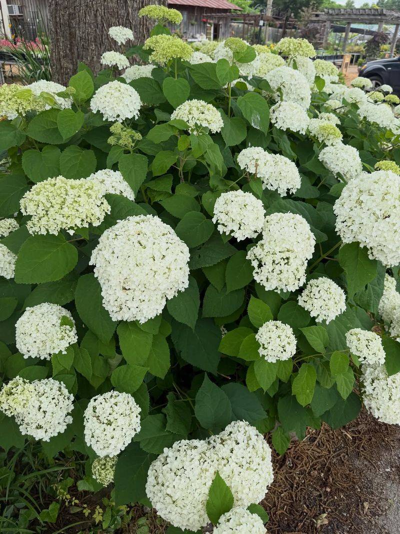 Smooth Hydrangea Smooth Hydrangea