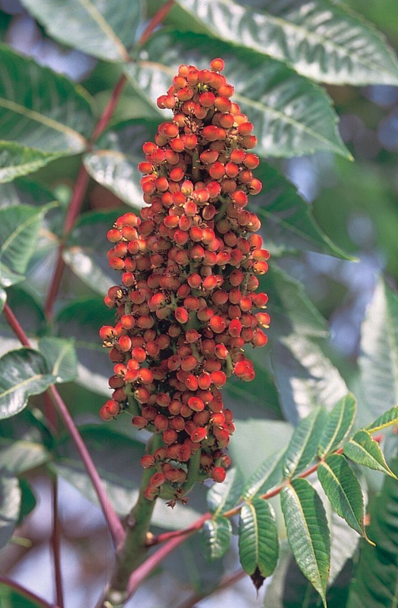 Smooth Sumac (Rhus Glabra)