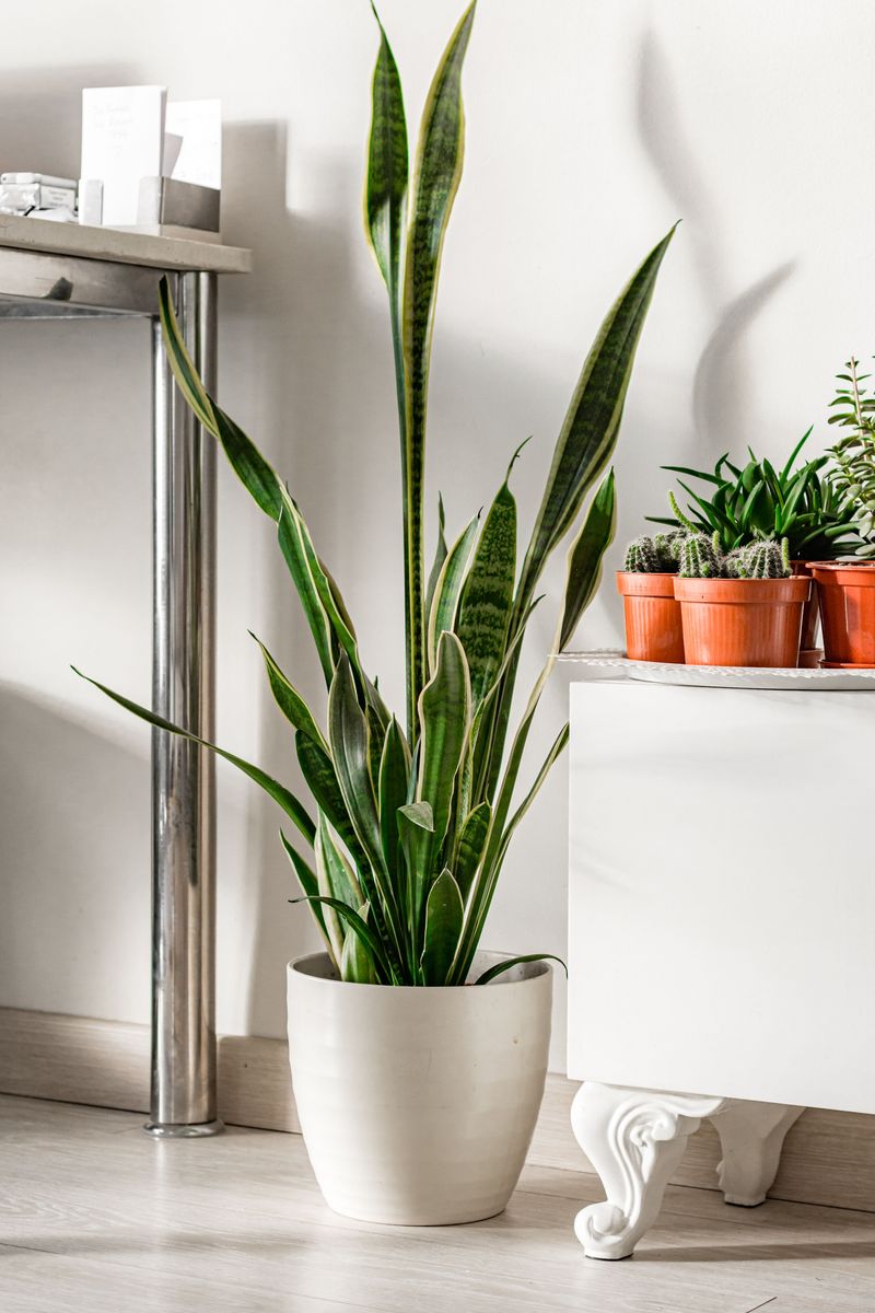 Snake Plant Snake Plant