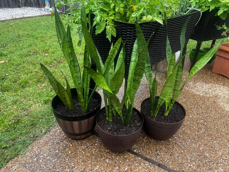 Snake Plant Likes Snug Roots Snake Plant Likes Snug Roots