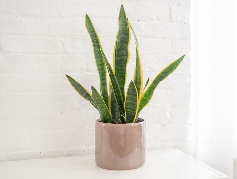Snake Plant Snake Plant