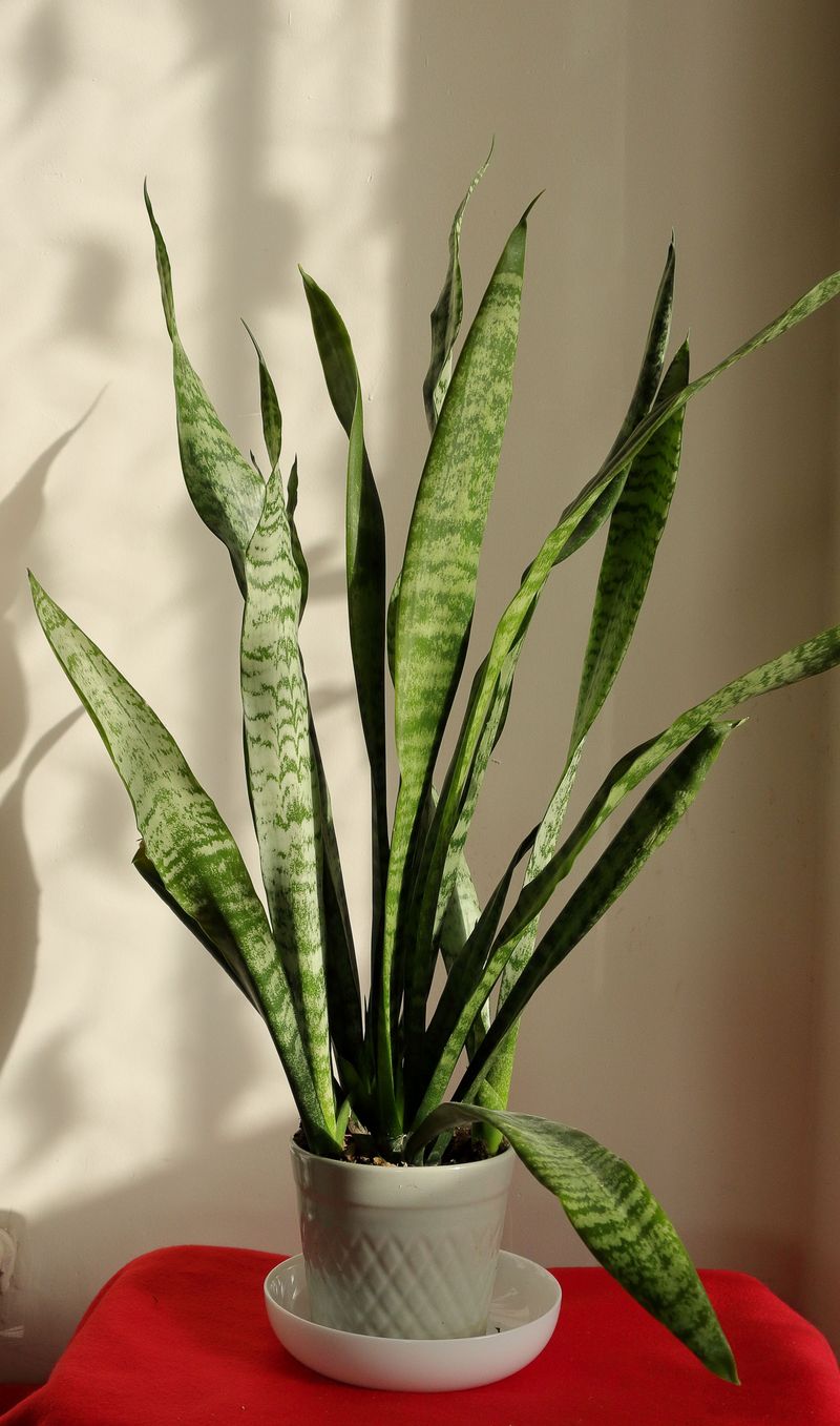 Snake Plants Handle Infrequent Watering Well