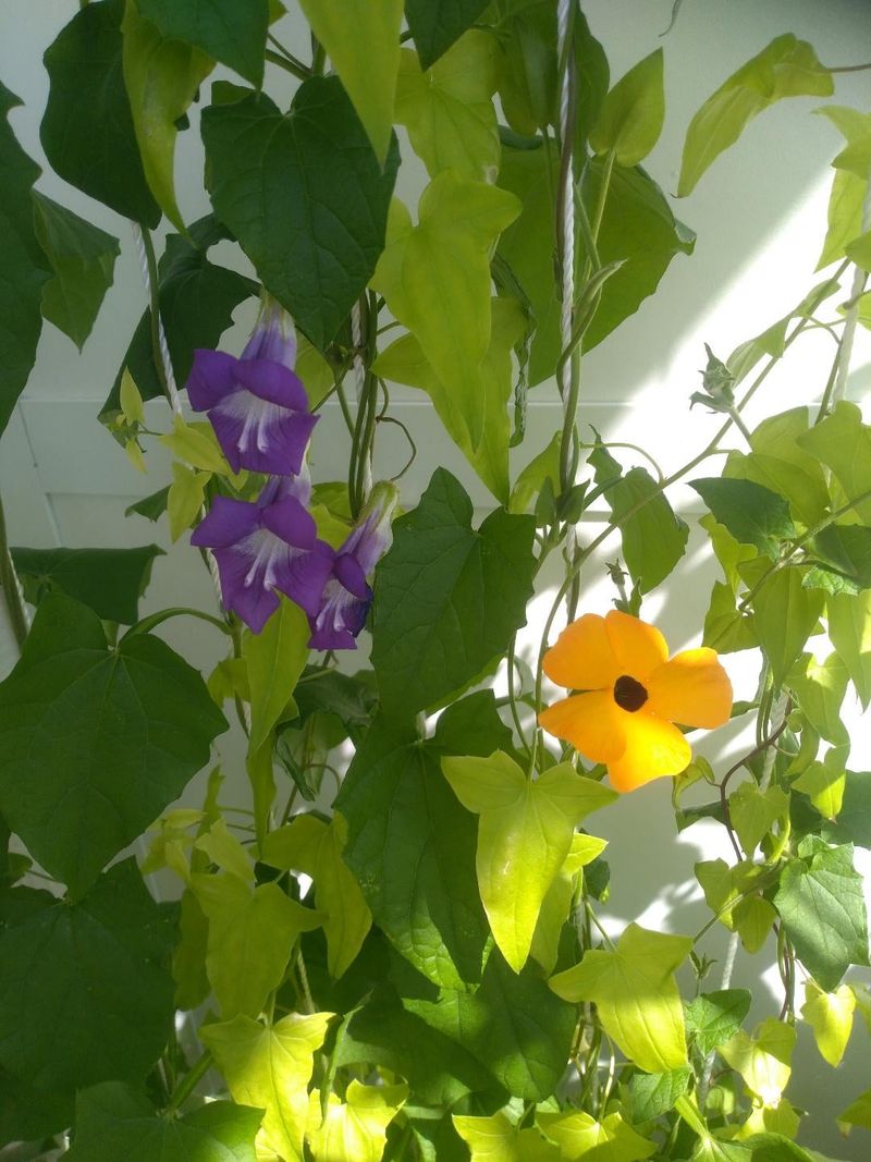 Snapdragon Vine Covers Small Trellises Snapdragon Vine Covers Small Trellises