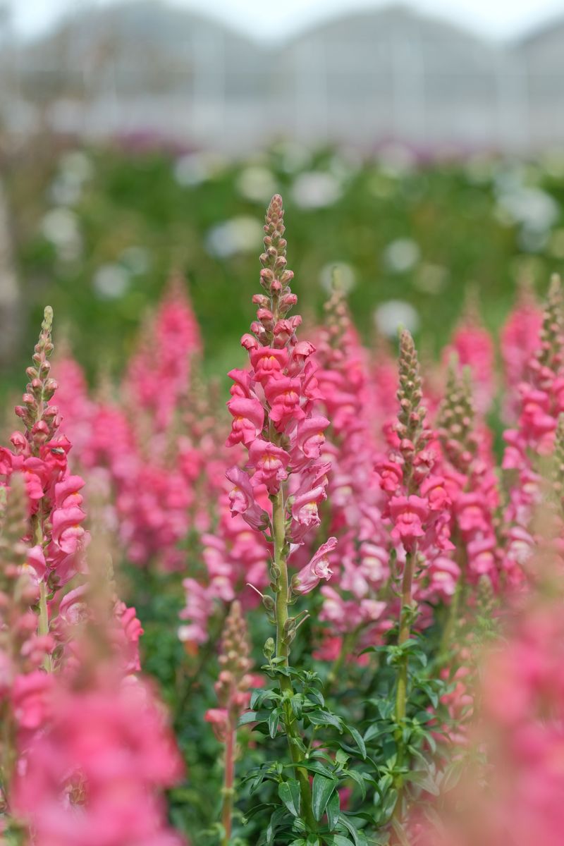 Snapdragons