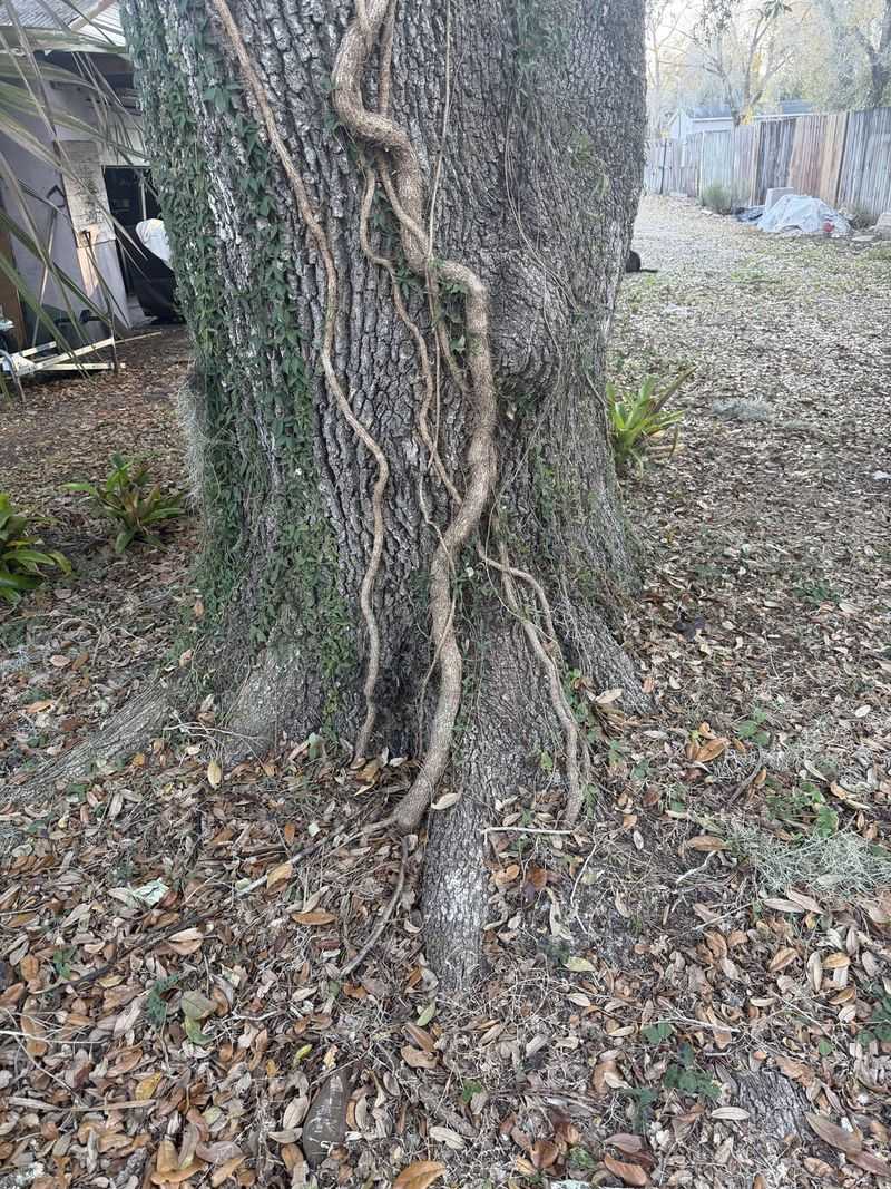 Snapped Vines Can Stay Alive In Soil Snapped Vines Can Stay Alive In Soil