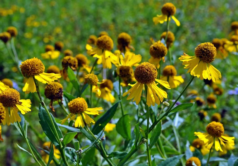 Sneezeweed Division Needs Cooler Weather