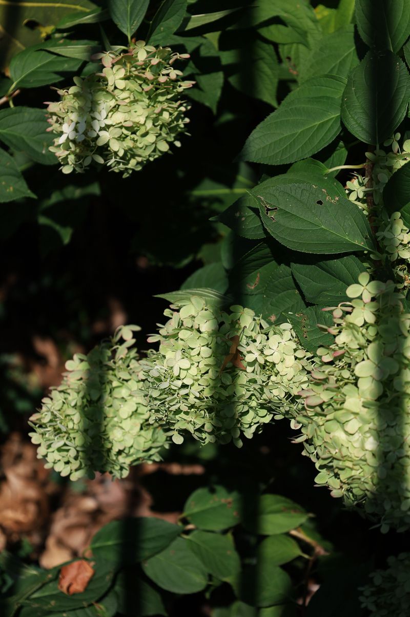Snip Faded Blooms To Tidy The Shrub