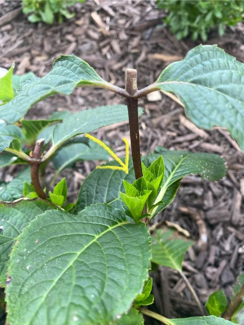 Snip Faded Flowers Above Healthy Leaves
