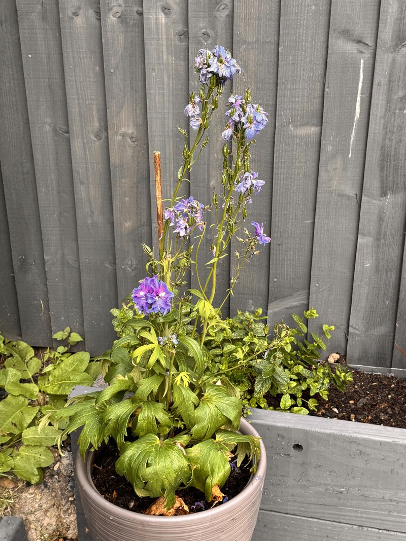 Snip Just Above Healthy Leaves Snip Just Above Healthy Leaves
