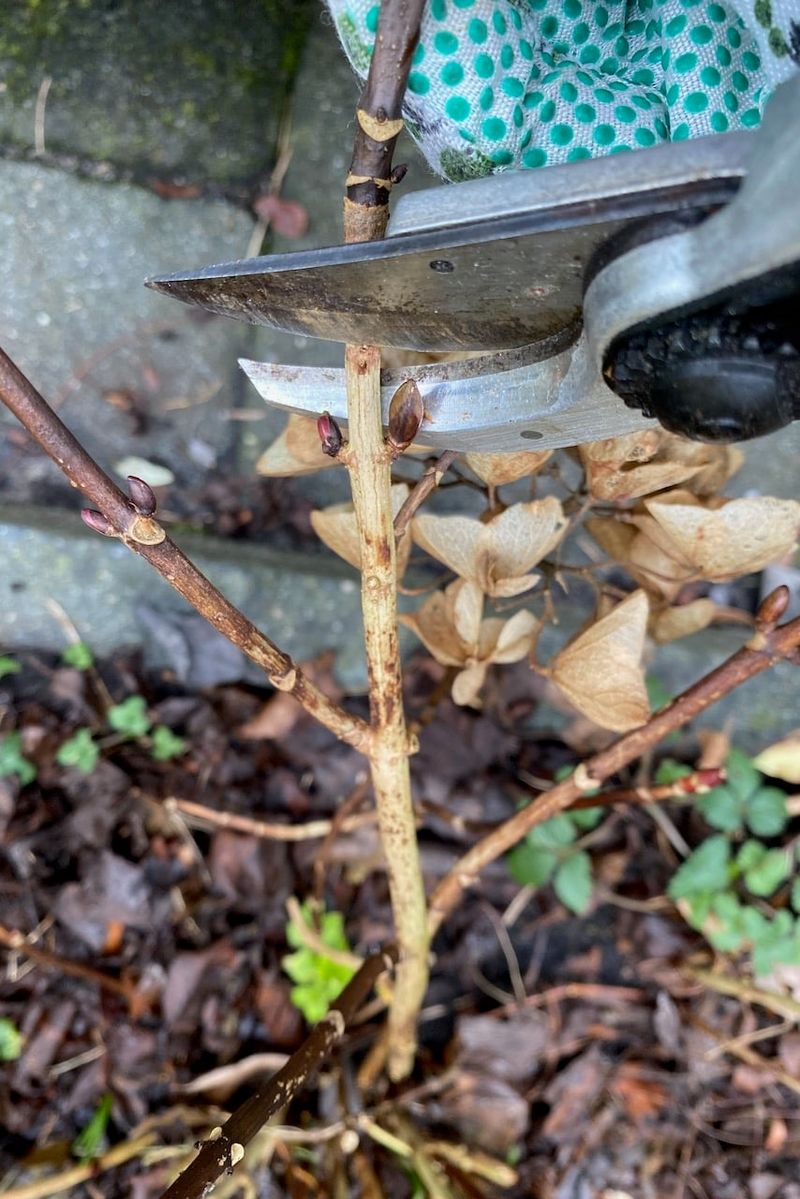 Snip Long Stems Without Removing Next Year's Buds