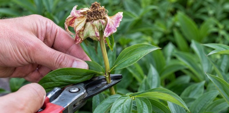 Snip Spent Blooms Cleanly
