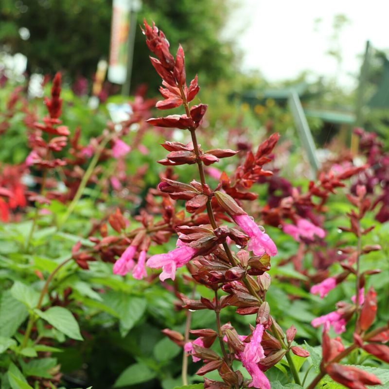 Snip Spent Flower Spikes Fast