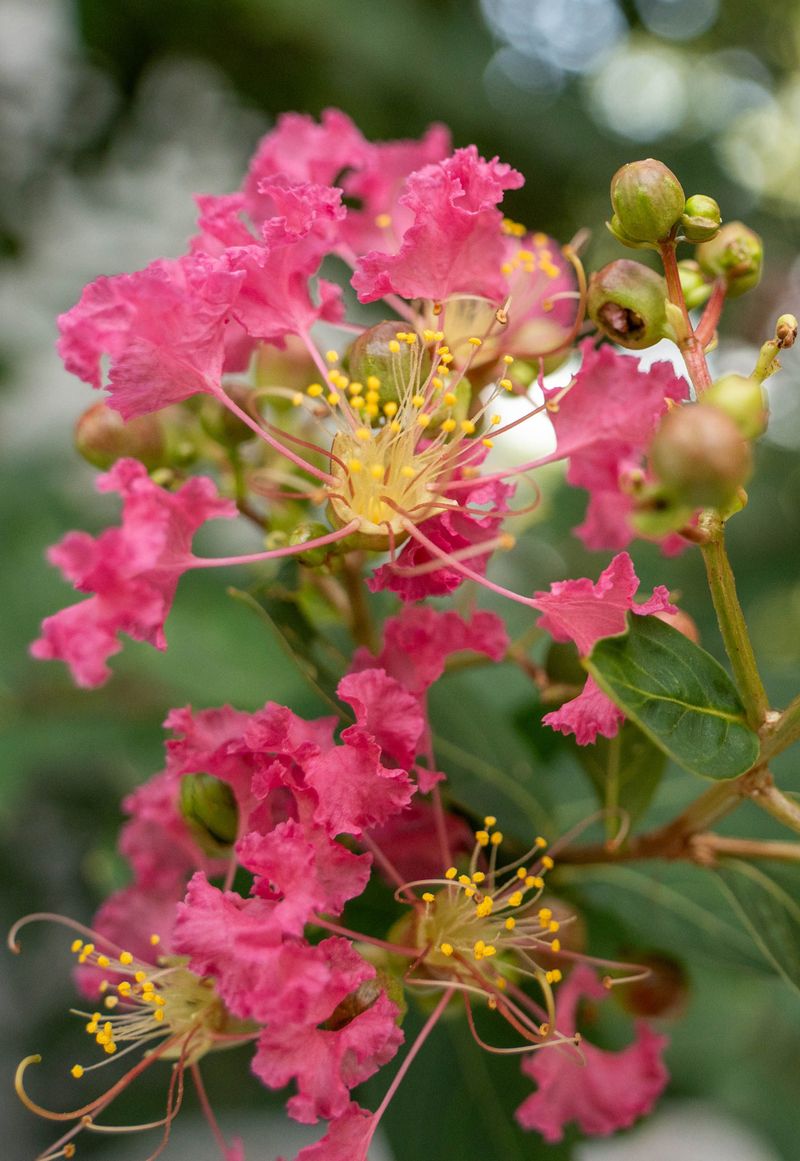 Snipping Spent Blooms For A Second Flush Snipping Spent Blooms For A Second Flush