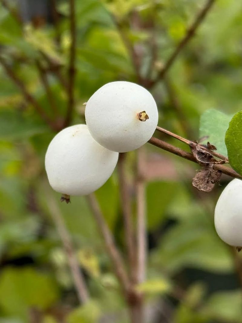 Snowberry Feeds Fall Birds Snowberry Feeds Fall Birds