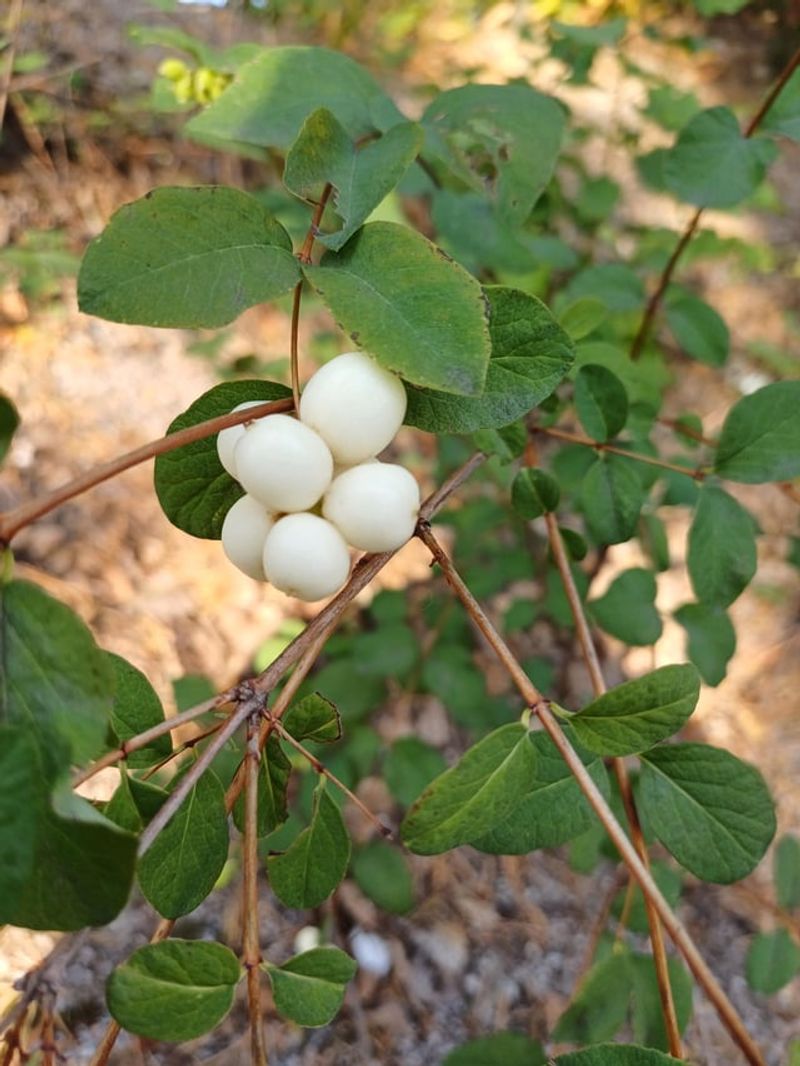 Snowberry Snowberry