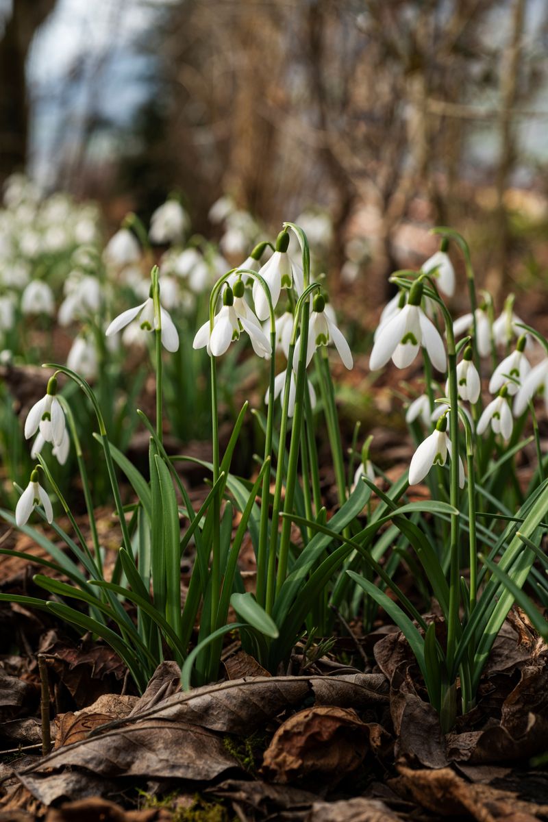 Snowdrops Snowdrops
