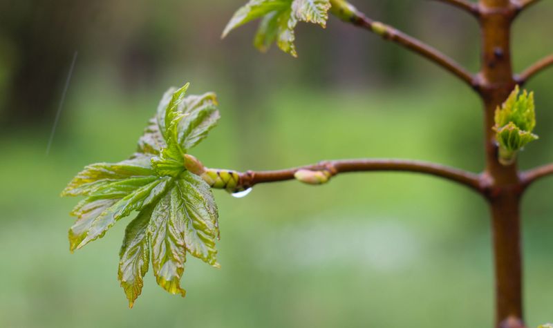 Soak New Trees Daily This Week