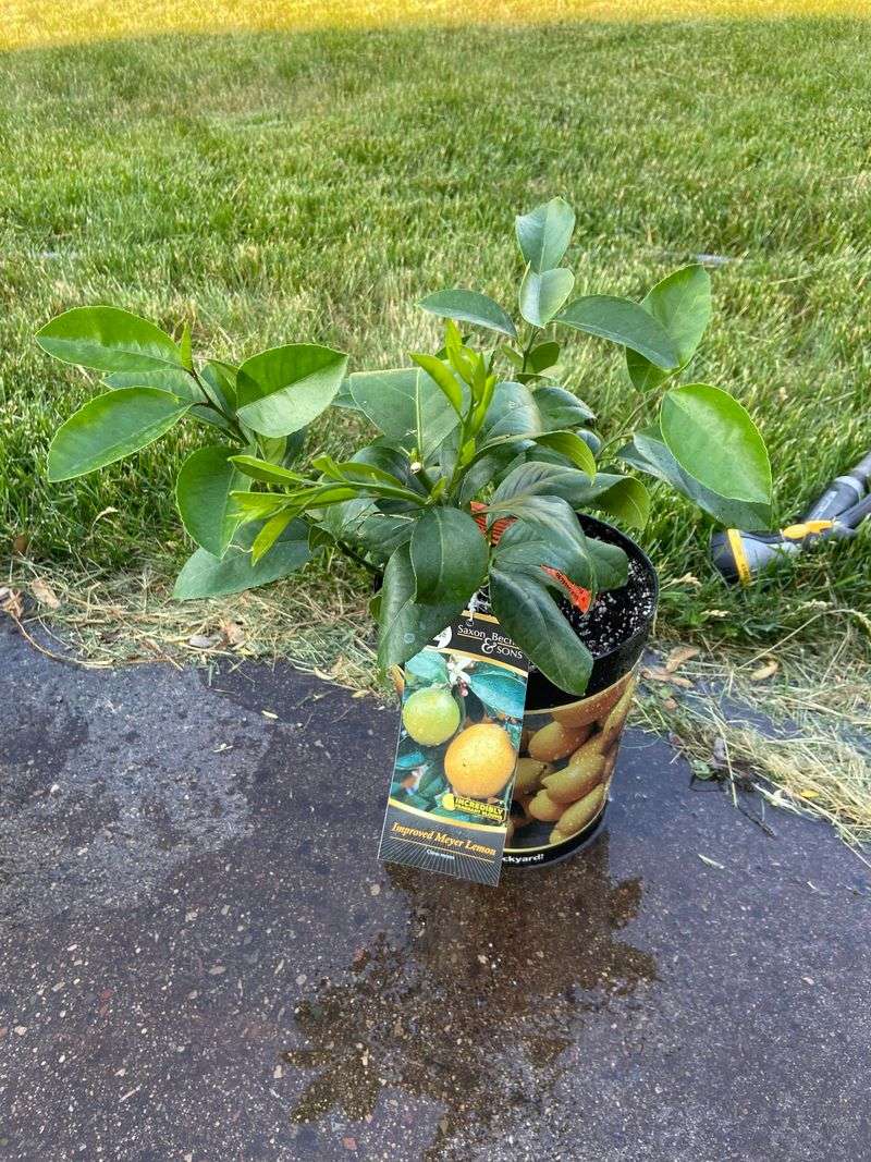 Soak The Full Root Zone