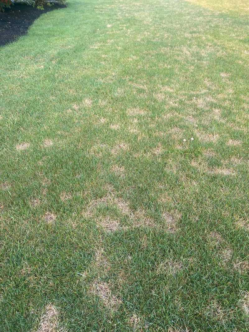 Soaking Shady Lawn Areas