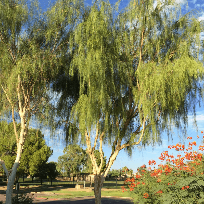 Soft, Filtered Shade Without A Heavy Canopy Soft, Filtered Shade Without A Heavy Canopy