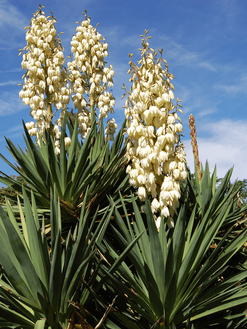Soft-Leaf Yucca Soft-Leaf Yucca