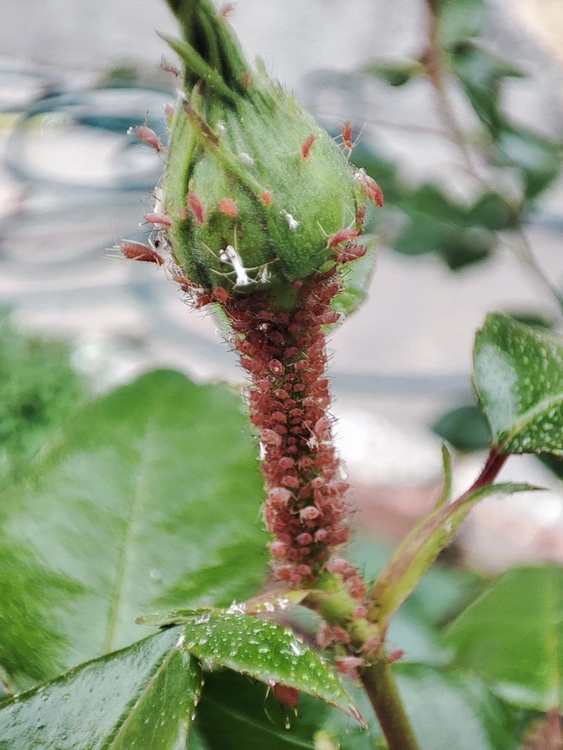 Soft New Growth Draws Them In First Soft New Growth Draws Them In First