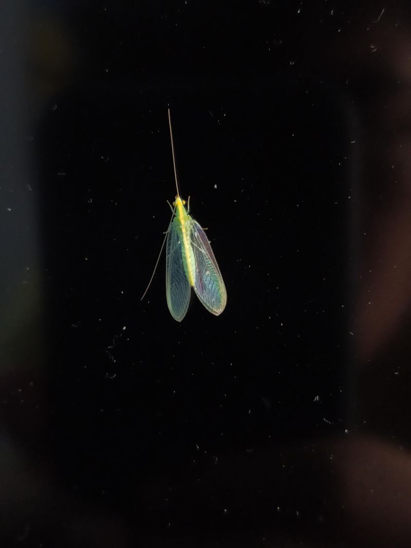 Soft Pests Are Probably Nearby Soft Pests Are Probably Nearby