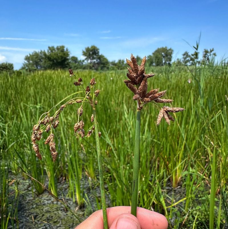 Softstem Bulrush Deserves A Pause Softstem Bulrush Deserves A Pause