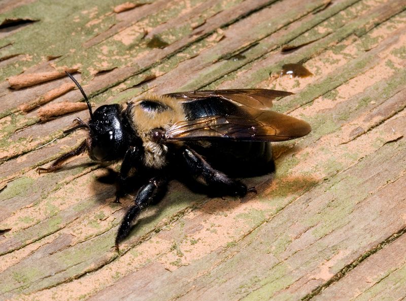Softwoods Are Easier For Bees To Bore Into