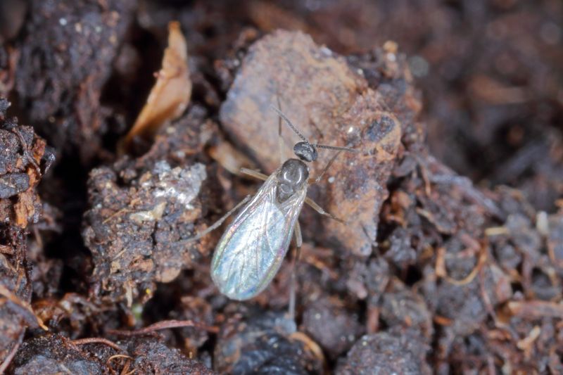 Soggy Containers Invite Fungus Gnats First Soggy Containers Invite Fungus Gnats First