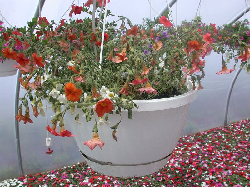 Soggy Potting Mix Weakens Calibrachoa Fast Soggy Potting Mix Weakens Calibrachoa Fast