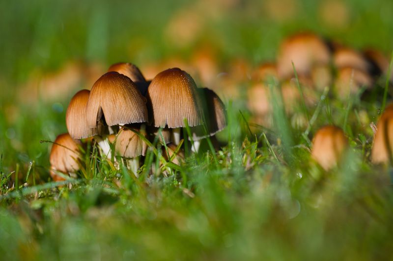 Soggy Soil Becomes A Breeding Ground For Fungus Soggy Soil Becomes A Breeding Ground For Fungus