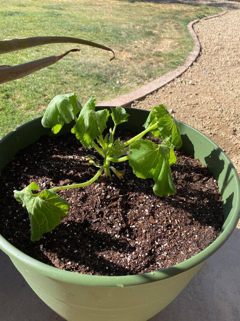 Soggy Soil Can Make Roots Struggle Soggy Soil Can Make Roots Struggle