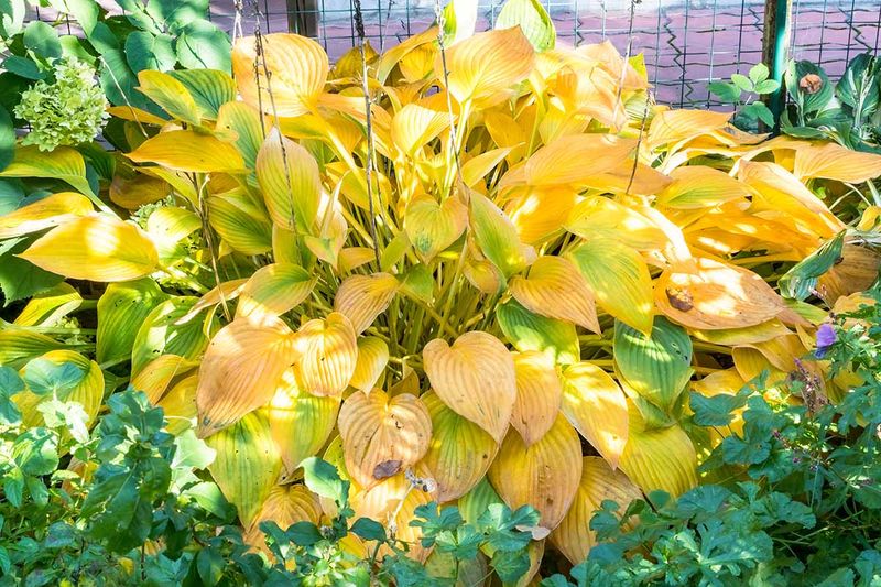 Soggy Soil Can Stress Hostas Too Soggy Soil Can Stress Hostas Too