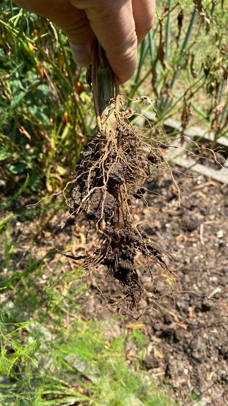 Soggy Soil Suffocates Pepper Plant Roots