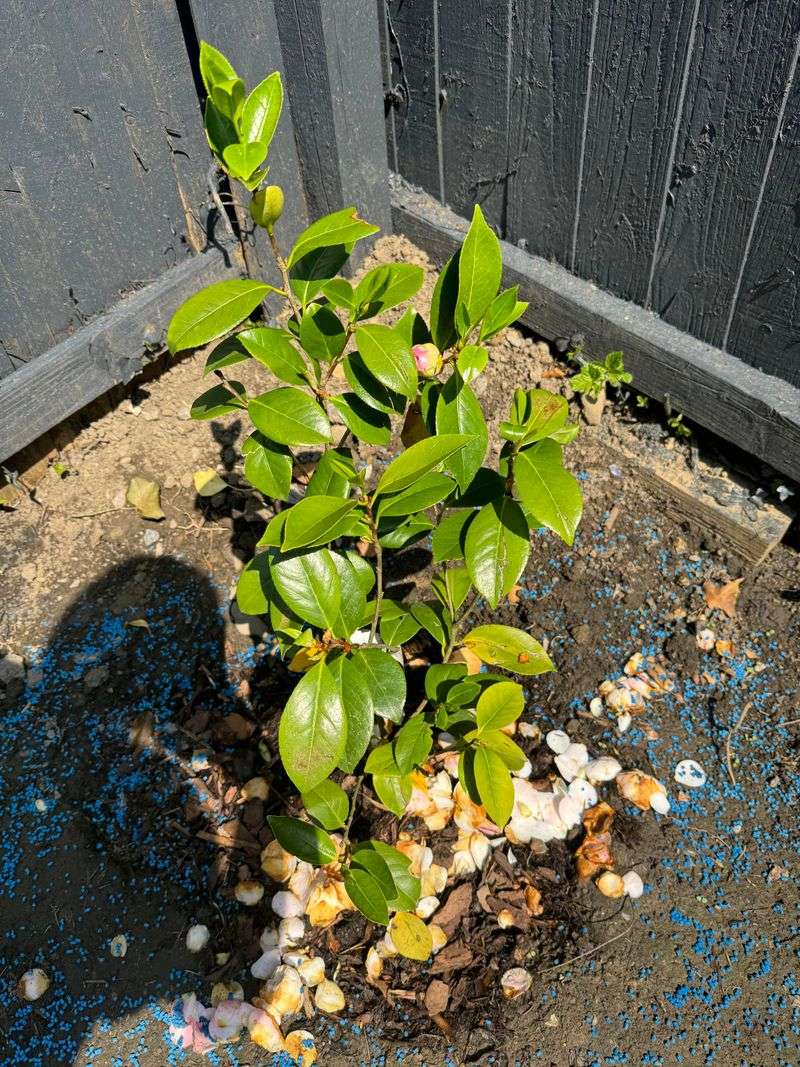 Soggy Soil That Sets Camellias Back Soggy Soil That Sets Camellias Back