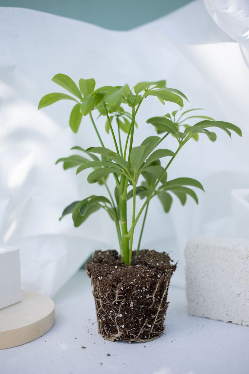 Soil And Drainage Needs For Healthy Growth Soil And Drainage Needs For Healthy Growth