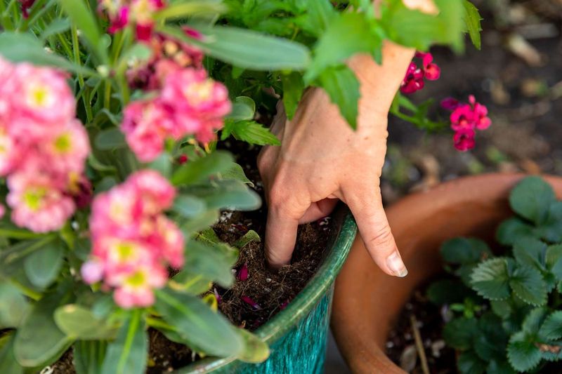Soil Checks Help Prevent Overwatering Soil Checks Help Prevent Overwatering