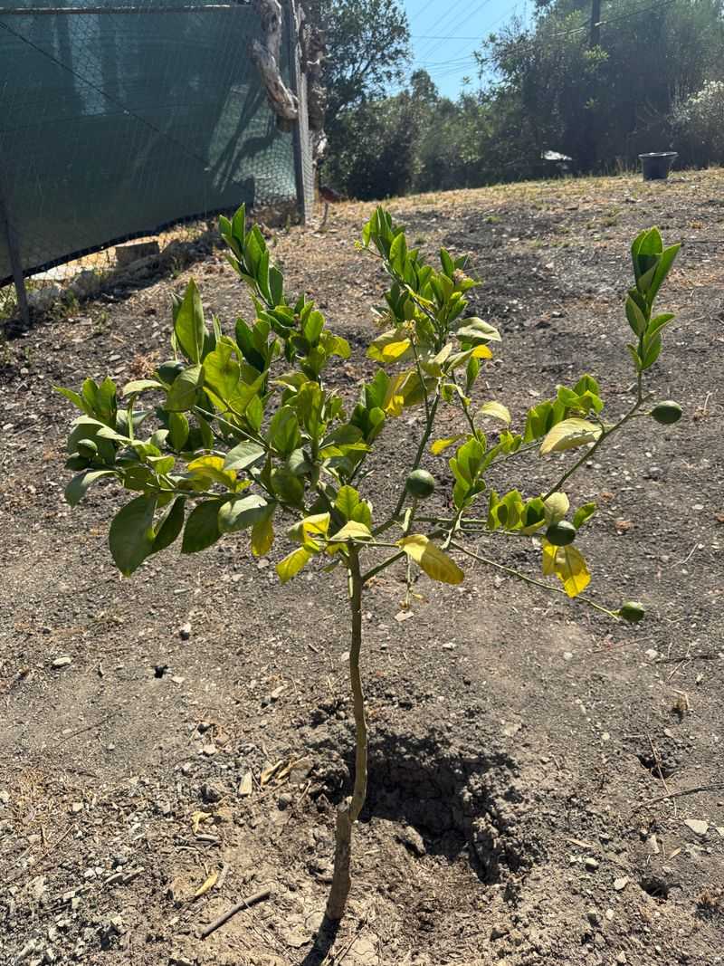 Soil Feels Dry Deep In The Root Zone