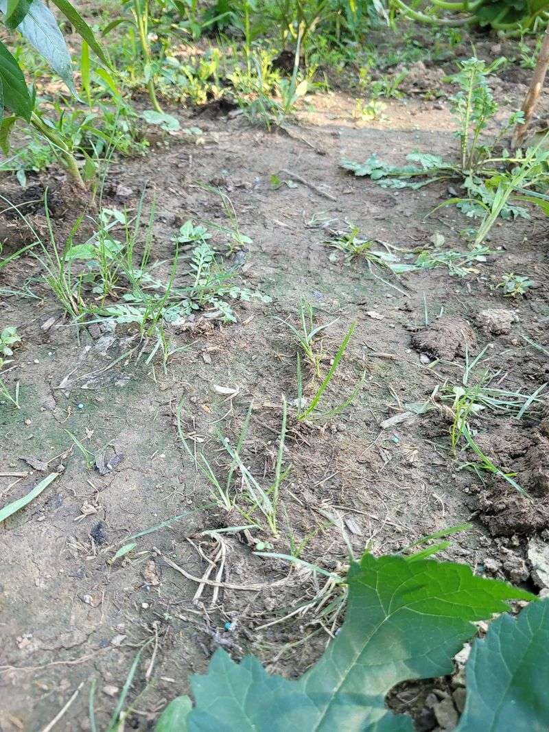 Soil Feels Hard After Irrigation Soil Feels Hard After Irrigation