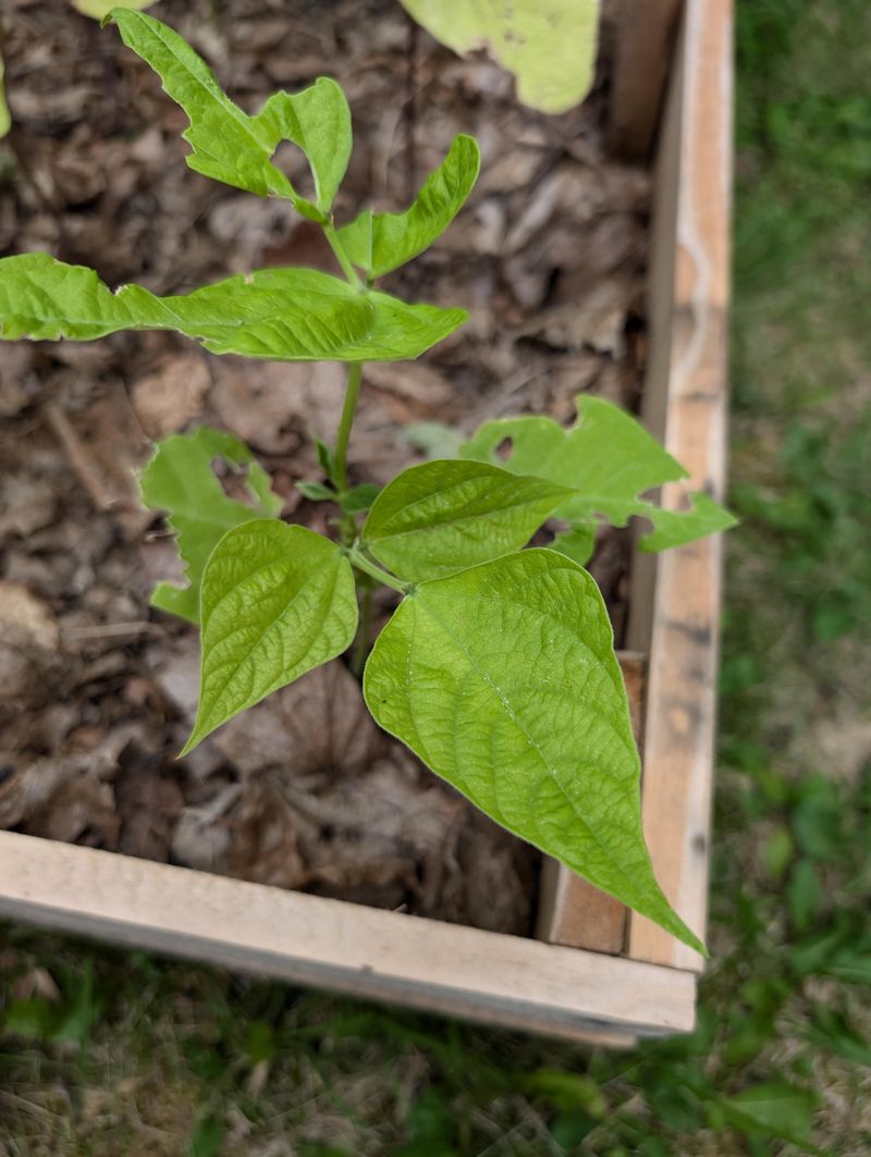 Soil Feels Moist Four To Six Inches Deep