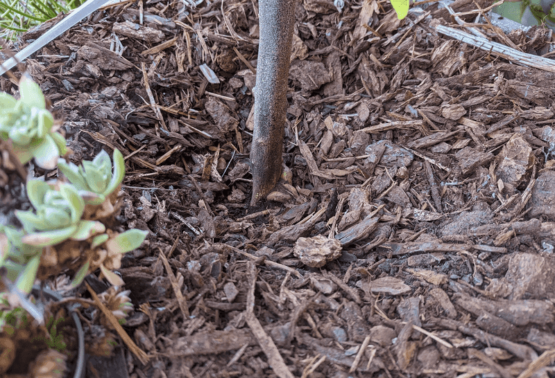 Soil Holds Moisture Longer During August Heat
