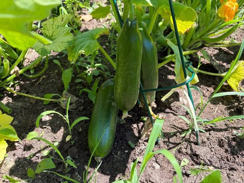 Soil Moisture Keeps Swinging Between Wet And Dry