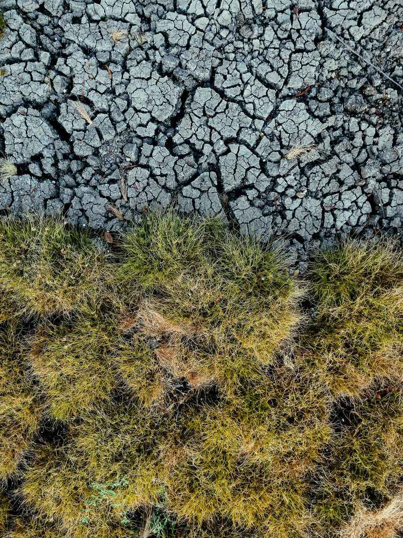 Soil Moisture Loss Forces Early Dormancy Soil Moisture Loss Forces Early Dormancy