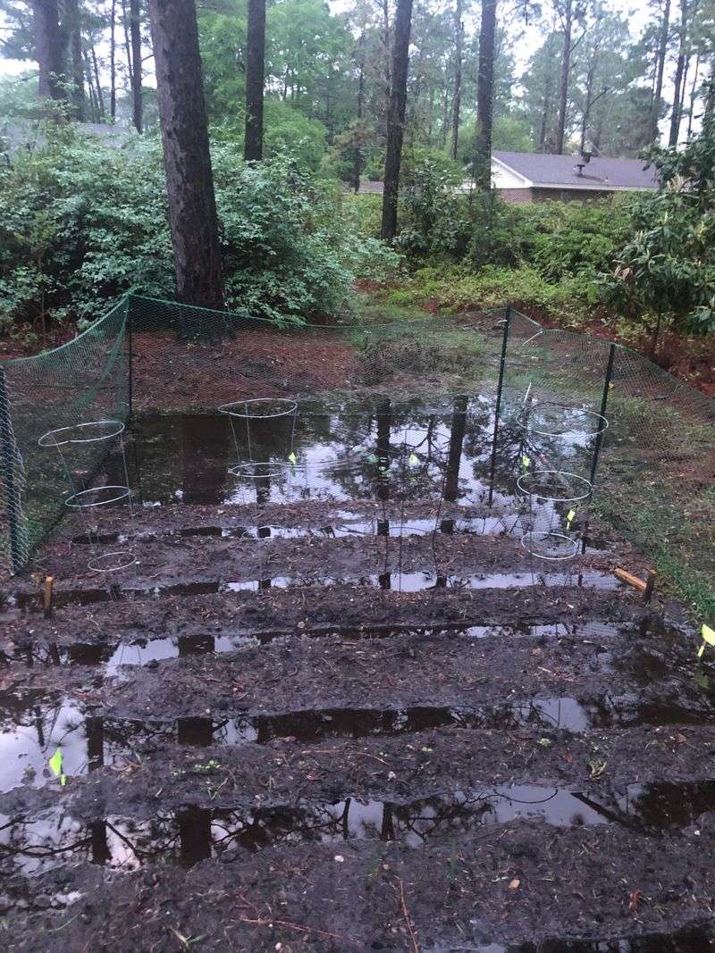 Soil Nutrients And Recent Amendments May Be Leaving The Bed Soil Nutrients And Recent Amendments May Be Leaving The Bed