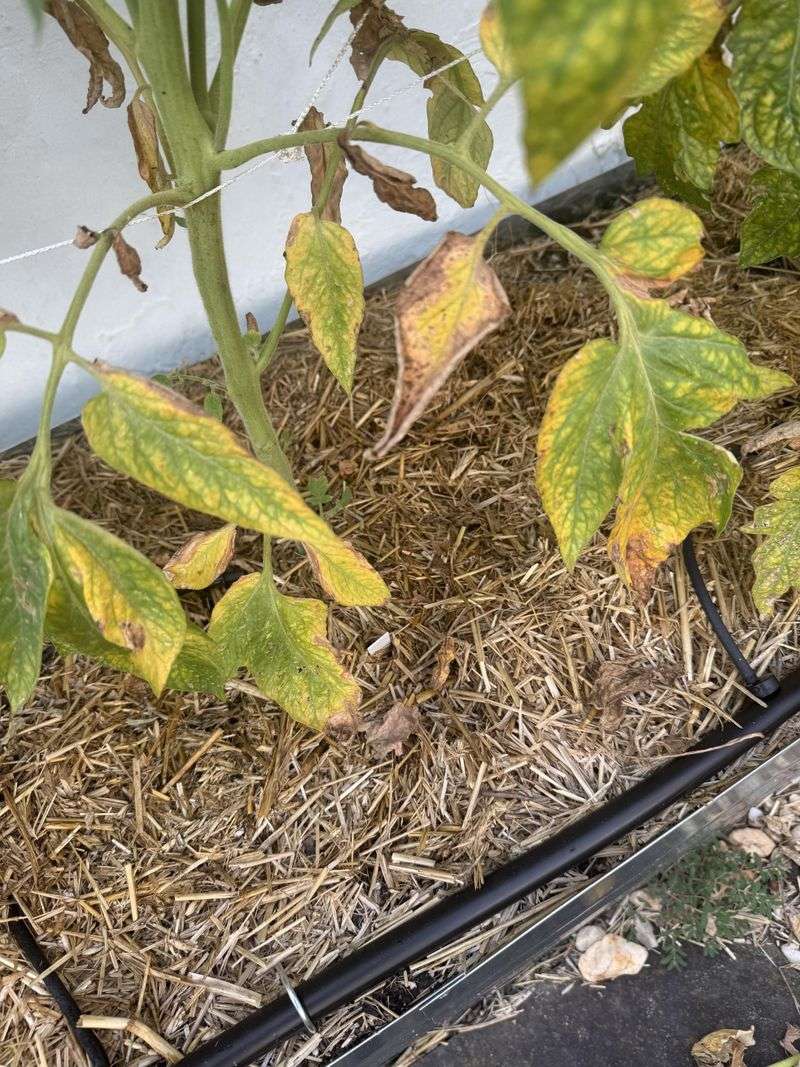 Soil Splash Can Move Trouble Onto Lower Leaves