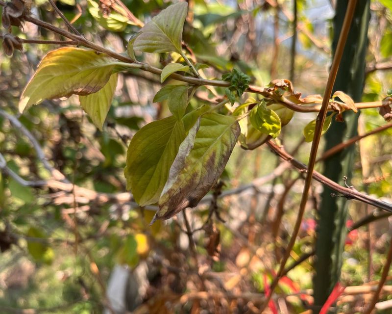 Soil Splash Spread Trouble