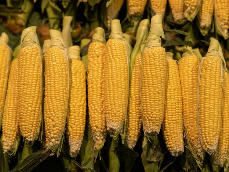 Soil Testing Fixed Nitrogen Gaps